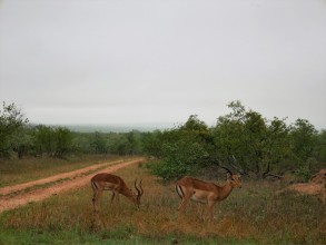 Parc Kruger